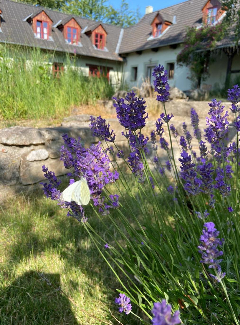 Apartmany Penzion Katerina Nadejkov Bagian luar foto